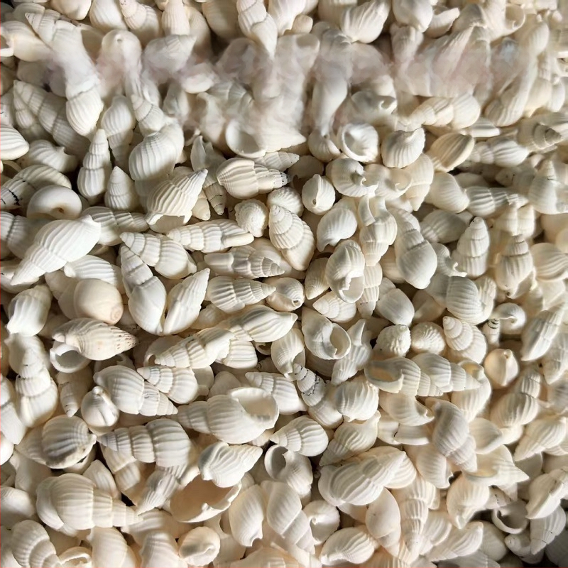 Διάκοσμητικά ενυδρείου από κοχύλια – φυσικά θαλάσσια κοχύλια, ναυτικό στυλ, πλήρως φυσική κατασκευή (Υλικό: Κοχύλι; Στυλ: Ναυτικό; Διαδικασία: Βιονική; Εφαρμογές: αξεσουάρ φωτογραφικών στούντιο, απεικονίσεις ενυδρείου)