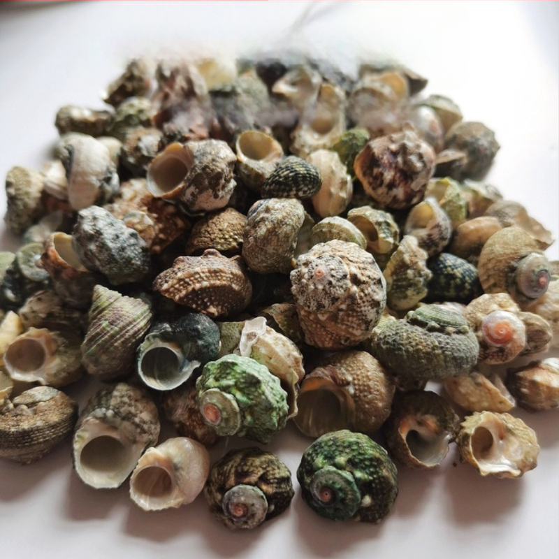 Διάκοσμητικά ενυδρείου από κοχύλια – φυσικά θαλάσσια κοχύλια, ναυτικό στυλ, πλήρως φυσική κατασκευή (Υλικό: Κοχύλι; Στυλ: Ναυτικό; Διαδικασία: Βιονική; Εφαρμογές: αξεσουάρ φωτογραφικών στούντιο, απεικονίσεις ενυδρείου)