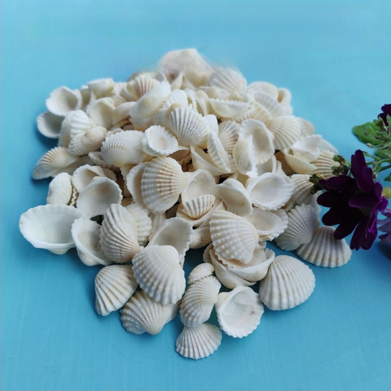 Διάκοσμητικά ενυδρείου από κοχύλια – φυσικά θαλάσσια κοχύλια, ναυτικό στυλ, πλήρως φυσική κατασκευή (Υλικό: Κοχύλι; Στυλ: Ναυτικό; Διαδικασία: Βιονική; Εφαρμογές: αξεσουάρ φωτογραφικών στούντιο, απεικονίσεις ενυδρείου)