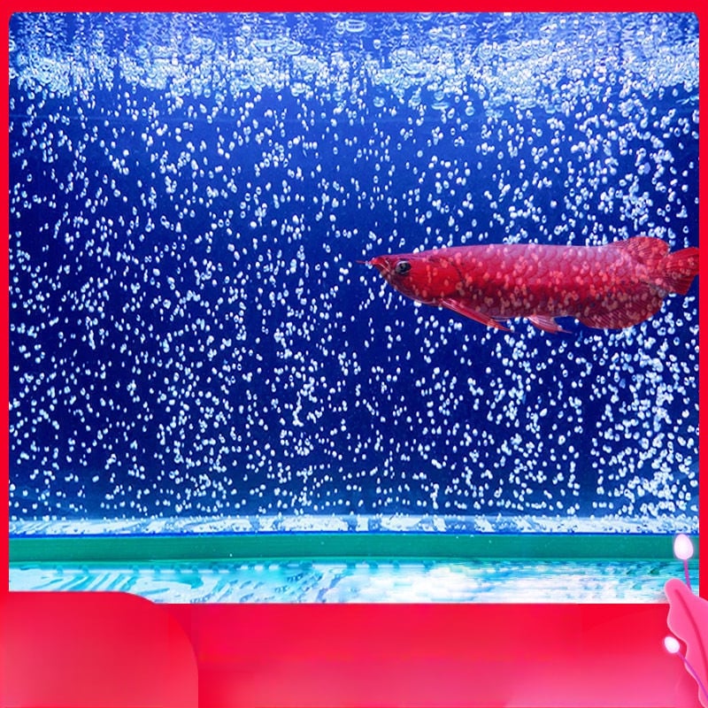 Διαχύτης οξυγόνου ενυδρείου σε λωρίδα φυσαλίδων, στυλ καταρράκτη - Μάρκα Unique, Υλικό Άλλο, Εξοπλισμός ενυδρείου