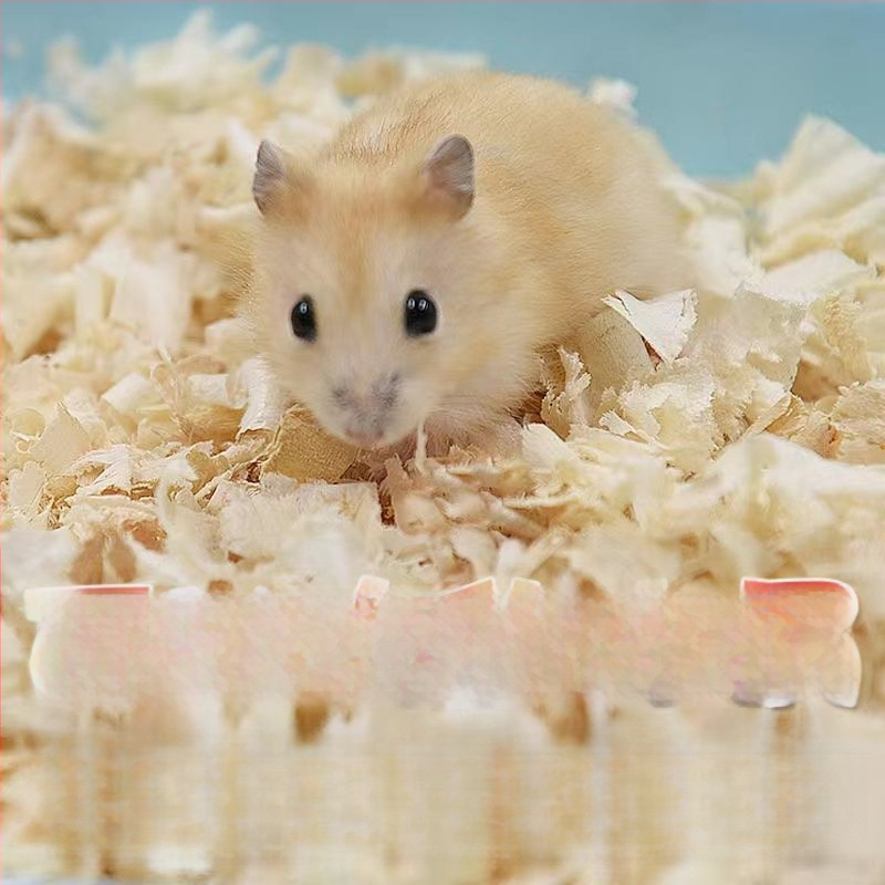 Pachet pentru hamster: Kit complet de alimente și gustări pentru începători | Hrană pentru animale de companie, Brand: Altul, Fără import