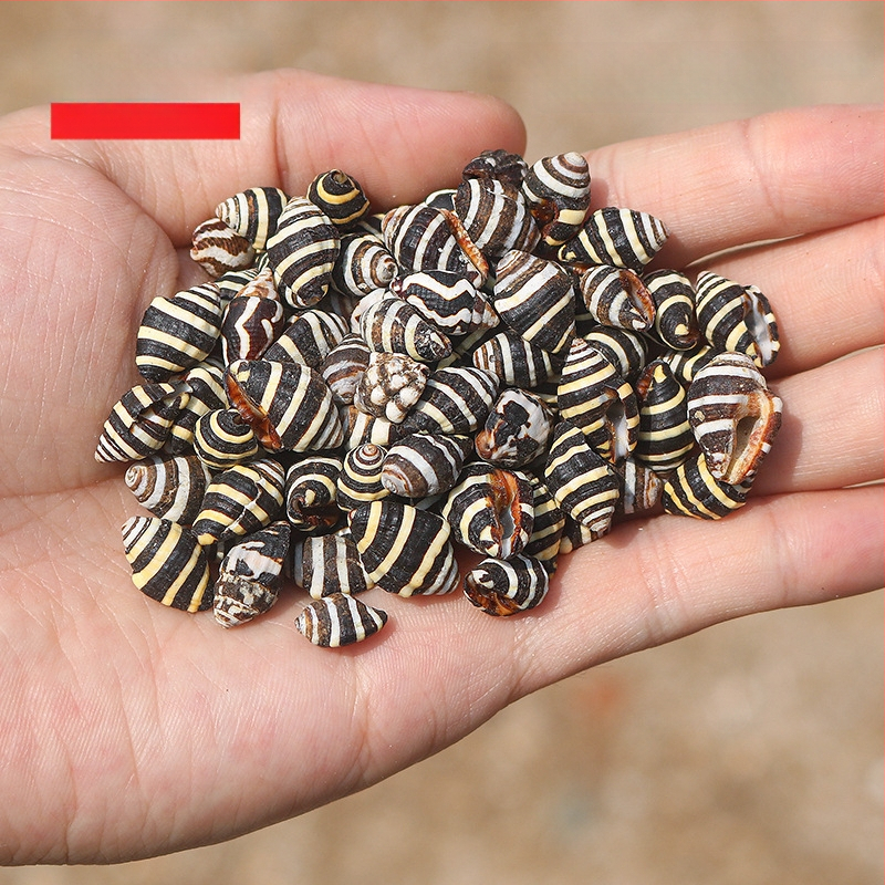 Μίνι φιάλη με κοχύλι θαλάσσιου σαλιού - φυσικό υλικό, χειροποίητο μικροτοπίο διακόσμησης, μεσογειακό στυλ (Υλικό: Κέλυφος, Θαλάσσιο Σαλιγκάρι; Κατασκευή: Φυσική; Κωδικός Προϊόντος: Mini Small Sea Snail)