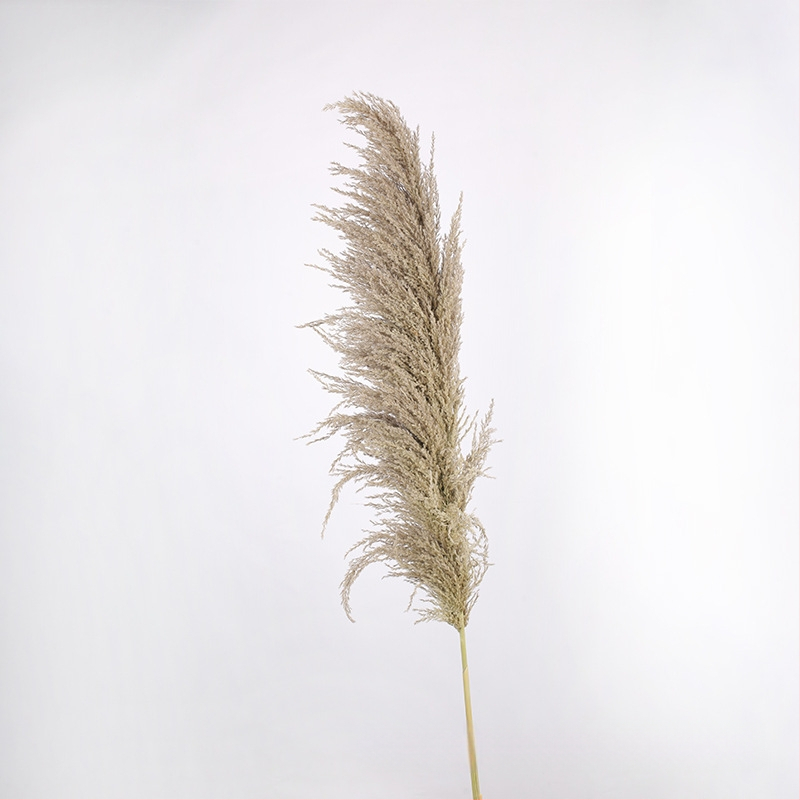 Сушени цветя – реквизит за фотография в INS стил, марка Brightness, разновидност 3332590, материал: сушени цветя, процес: Друг, използване: сватба/на открито/реквизит за снимки