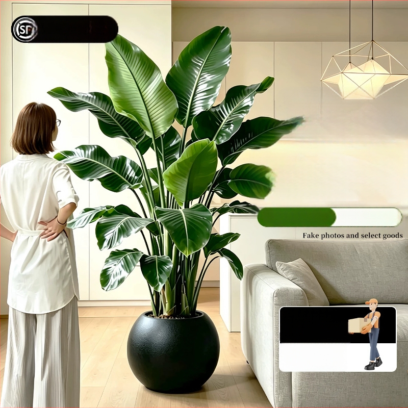 Φυτό Bird of Paradise σε γλάστρα για σαλόνι και γραφείο, μεγάλο εσωτερικό πράσινο φυτό (Strelitzia)