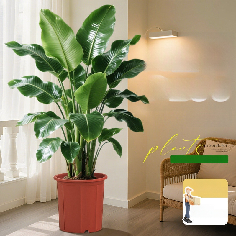 Φυτό Bird of Paradise σε γλάστρα για σαλόνι και γραφείο, μεγάλο εσωτερικό πράσινο φυτό (Strelitzia)