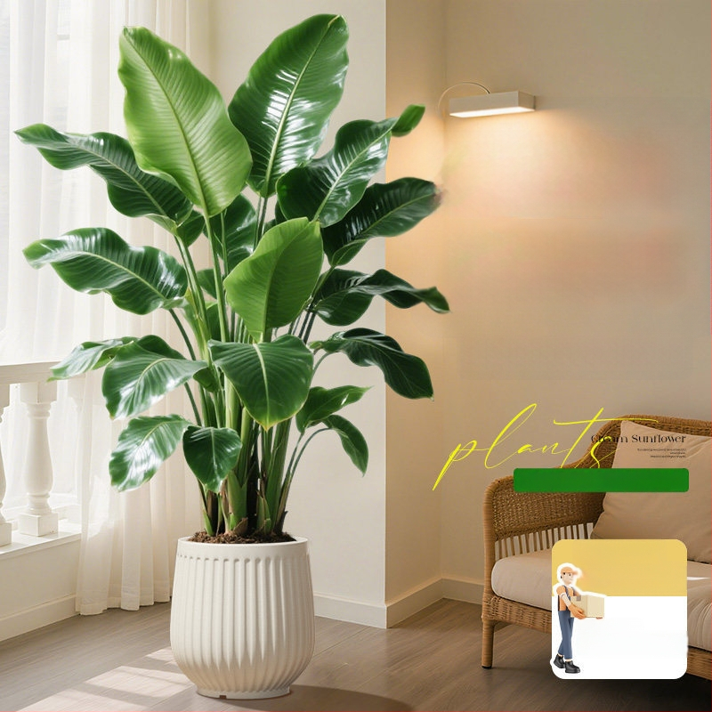 Φυτό Bird of Paradise σε γλάστρα για σαλόνι και γραφείο, μεγάλο εσωτερικό πράσινο φυτό (Strelitzia)