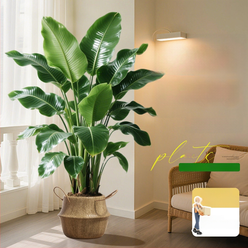 Φυτό Bird of Paradise σε γλάστρα για σαλόνι και γραφείο, μεγάλο εσωτερικό πράσινο φυτό (Strelitzia)