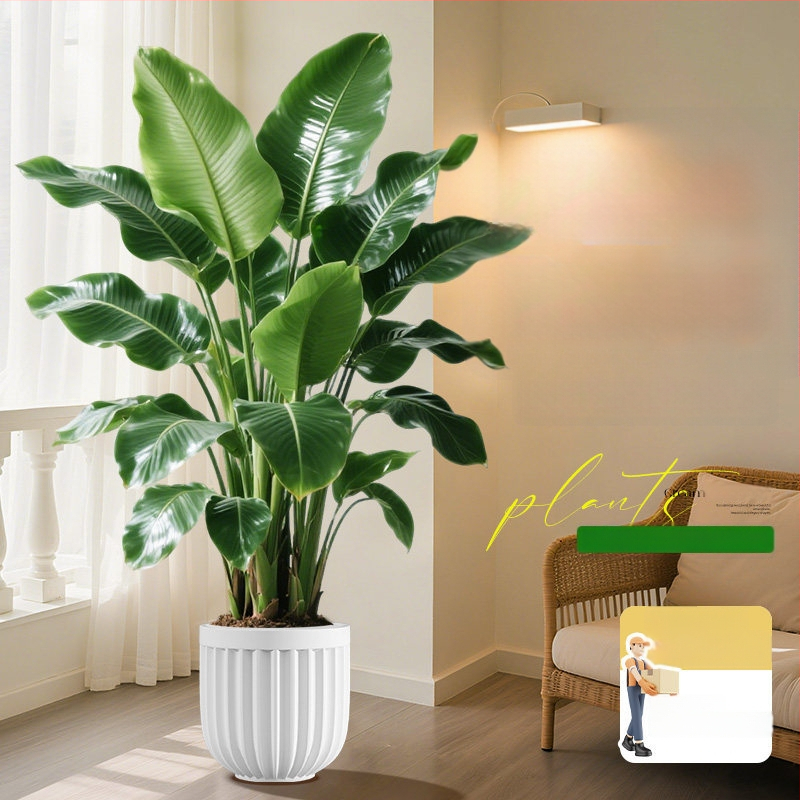 Φυτό Bird of Paradise σε γλάστρα για σαλόνι και γραφείο, μεγάλο εσωτερικό πράσινο φυτό (Strelitzia)