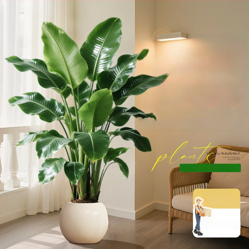 Φυτό Bird of Paradise σε γλάστρα για σαλόνι και γραφείο, μεγάλο εσωτερικό πράσινο φυτό (Strelitzia)