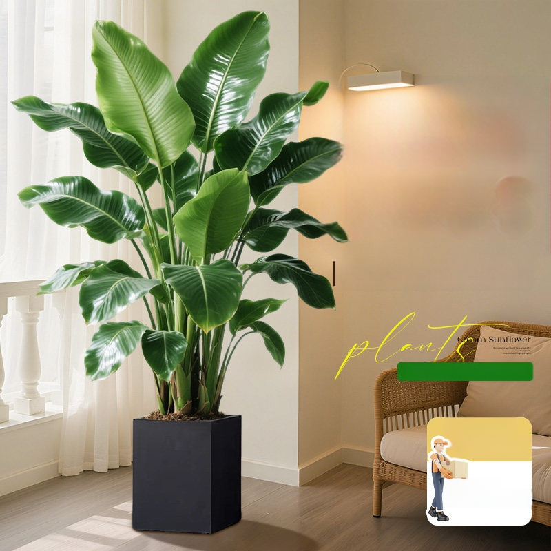 Φυτό Bird of Paradise σε γλάστρα για σαλόνι και γραφείο, μεγάλο εσωτερικό πράσινο φυτό (Strelitzia)