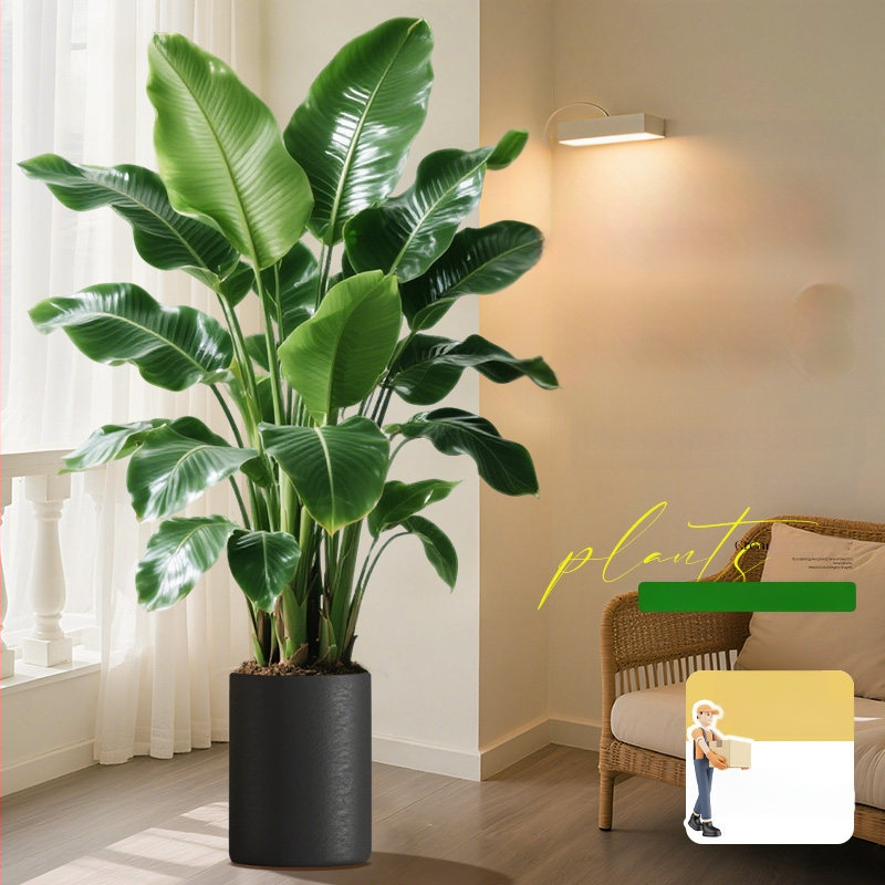 Φυτό Bird of Paradise σε γλάστρα για σαλόνι και γραφείο, μεγάλο εσωτερικό πράσινο φυτό (Strelitzia)
