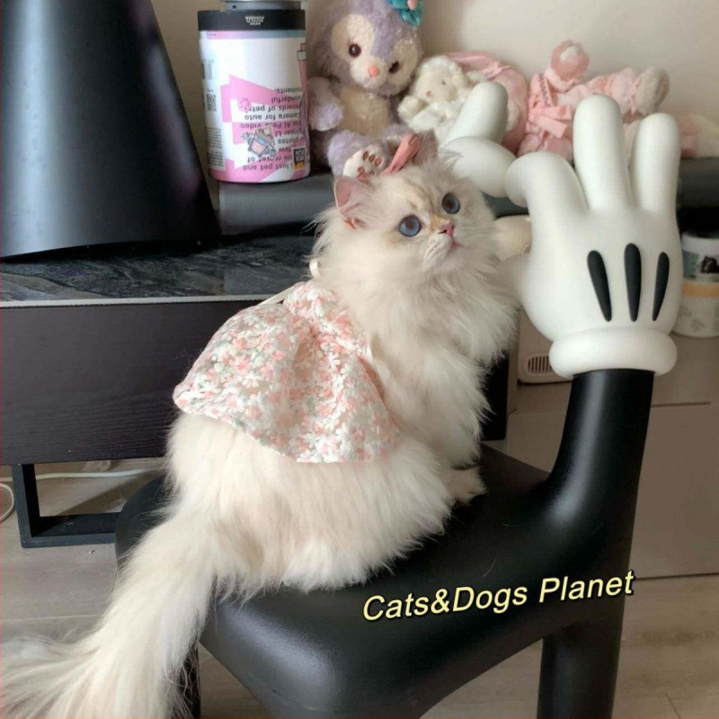 rochie cu bretele pentru pisici Maine Coon/Ragdoll, ținută drăguță de prințesă, nuanță aurie în gradient.