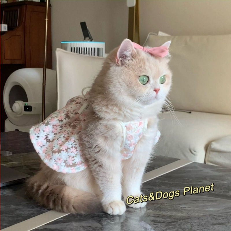 rochie cu bretele pentru pisici Maine Coon/Ragdoll, ținută drăguță de prințesă, nuanță aurie în gradient.