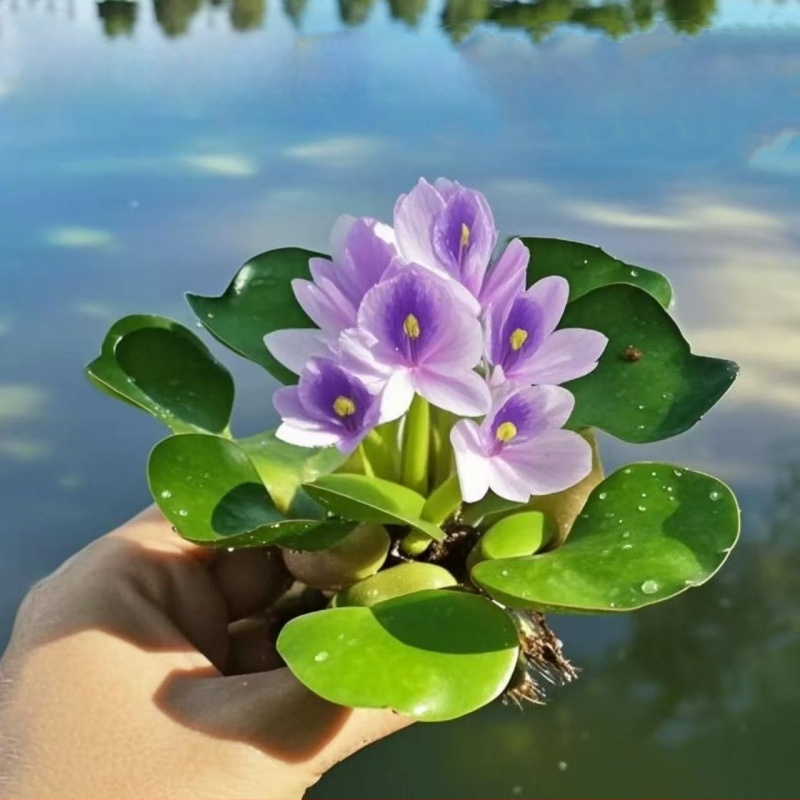 Water Hyacinth – plantă hidroponică pentru iazuri, plantă acvatică de apă dulce pentru purificarea apei și oxigenare, habitat pentru țestoase și pești, înflorire