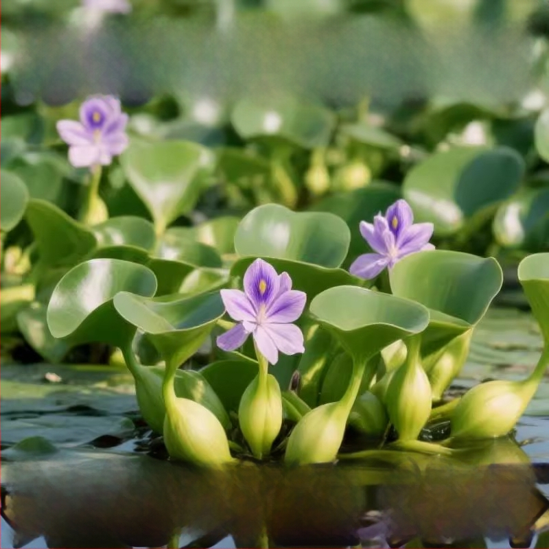 Water Hyacinth – plantă hidroponică pentru iazuri, plantă acvatică de apă dulce pentru purificarea apei și oxigenare, habitat pentru țestoase și pești, înflorire