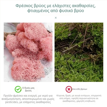 Αθάνατο βρύο σε κουτί φυτό βρύου εξωραϊσμός τοίχου, διακοσμήσεις εσωτερικών χώρων βιτρίνας καταστήματος βρύο, μικρο-τοπίο, αιώνιο λουλούδι βρύο