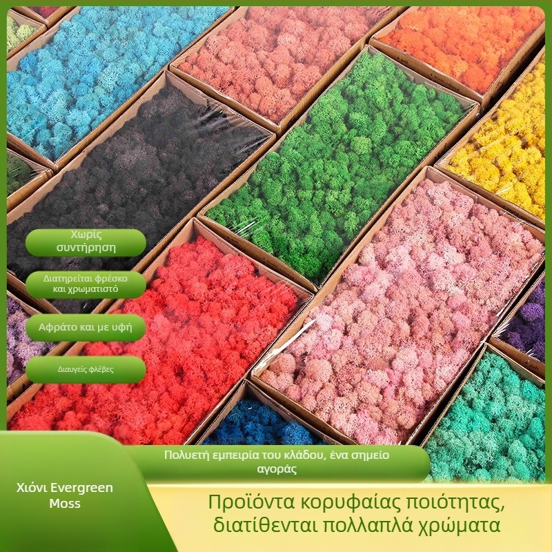 Αθάνατο βρύο σε κουτί φυτό βρύου εξωραϊσμός τοίχου, διακοσμήσεις εσωτερικών χώρων βιτρίνας καταστήματος βρύο, μικρο-τοπίο, αιώνιο λουλούδι βρύο