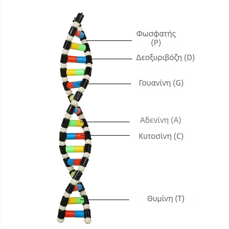 Μοντέλο δομής DNA διπλής έλικας – πλαστικό διδακτικό βοήθημα βιολογίας για γυμνάσιο, εσωτερική και εξωτερική χρήση, Liuxin