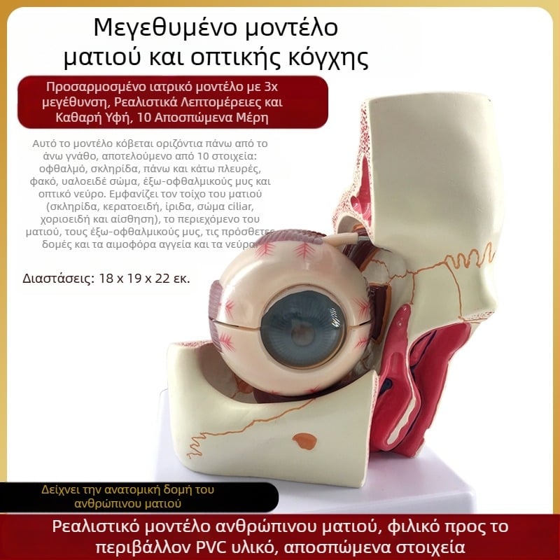 Μοντέλο ανατομίας του οφθαλμού για ιατρική εκπαίδευση, PVC υλικό, μάρκα Zhenghe River, διαθέσιμη ιδιωτική ετικέτα