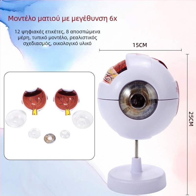 Μοντέλο ανατομίας του οφθαλμού για ιατρική εκπαίδευση, PVC υλικό, μάρκα Zhenghe River, διαθέσιμη ιδιωτική ετικέτα
