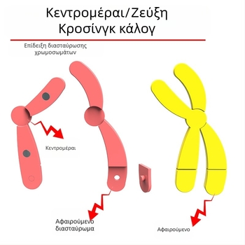 Liuxin διδακτικό εργαλείο: Μοντέλο αλλαγής χρωμοσωμάτων στη μίωση με μαγνητική προσρόφηση