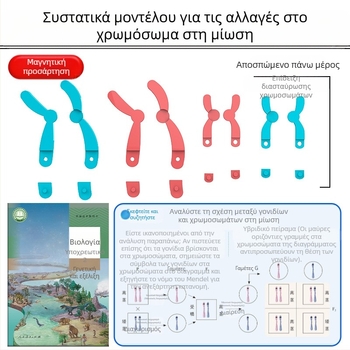 Liuxin διδακτικό εργαλείο: Μοντέλο αλλαγής χρωμοσωμάτων στη μίωση με μαγνητική προσρόφηση