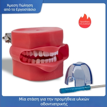 Μοντέλο εκπαίδευσης προετοιμασίας δοντιών με πλήρες οδοντικό τόξο, αποσπώμενα δόντια και μοντέλο προσώπου και κεφαλής για διδακτικές επιδείξεις