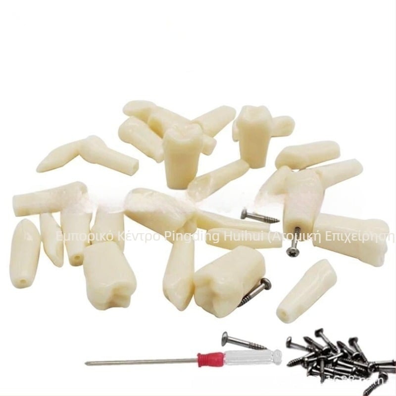 Οδοντιατρικό μοντέλο εκπαίδευσης με 32 δόντια, ανοιχτό πολφό, βίδες, για ενήλικες