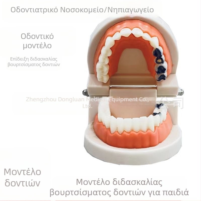 Shang Shang οδοντικό μοντέλο διδασκαλίας για ενήλικες, μιας χρήσης, 90 g, σετ 100