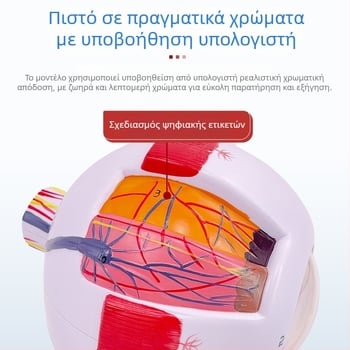 Ανατομικό μοντέλο ματιού, αποσπώμενο, PVC υλικό, μάρκα Blue Butterfly