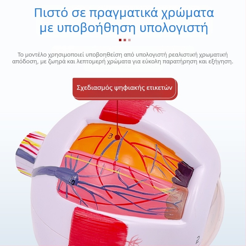 Ανατομικό μοντέλο ματιού, αποσπώμενο, PVC υλικό, μάρκα Blue Butterfly