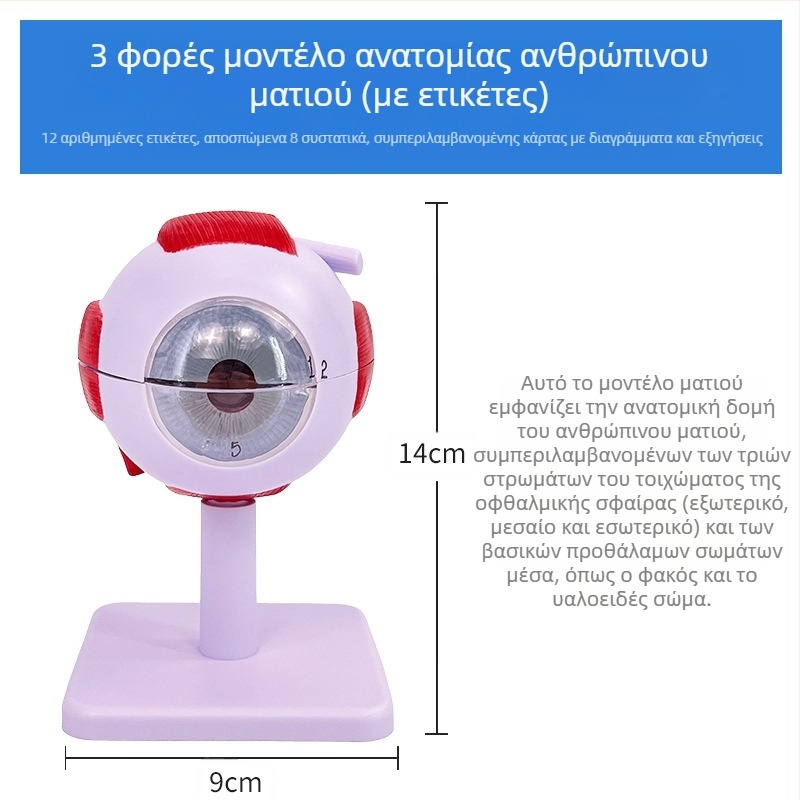 Ανατομικό μοντέλο ματιού, αποσπώμενο, PVC υλικό, μάρκα Blue Butterfly
