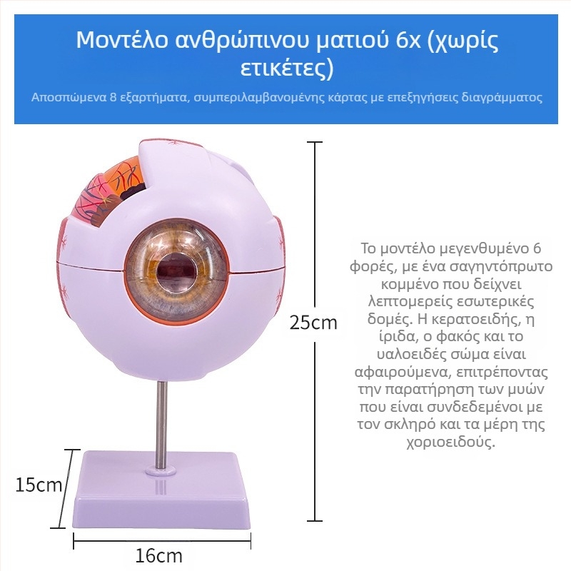 Ανατομικό μοντέλο ματιού, αποσπώμενο, PVC υλικό, μάρκα Blue Butterfly