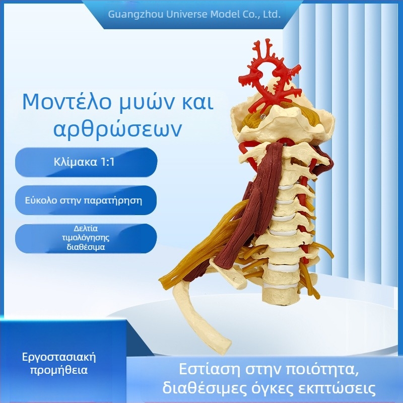 Ανατομικό μοντέλο - ανθρώπινο μυοσκελετικό μοντέλο με αυχενικούς σπονδύλους, γόνατο, ισχίο, αγκώνα και συνδέσμους ώμων; PVC, στατικό μοντέλο, έλεγχος 1