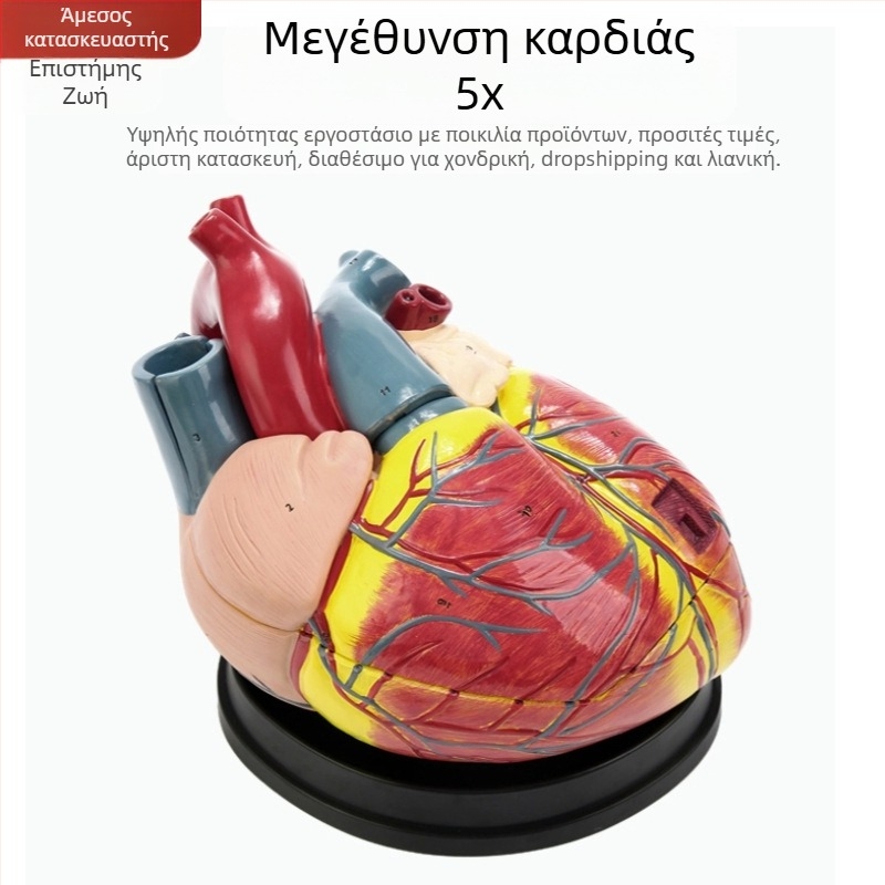 Μοντέλο ανατομίας καρδιάς για διδασκαλία - PVC μοντέλο σπλάχνων, εκπαιδευτική έκθεση, Excellence