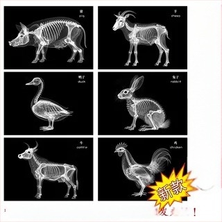Εκπαιδευτικό παιχνίδι Μοντεσσόρι-Ρέτζιο με φως και σκιά, DIY δαχτυλίδι ακτινογραφίας, για βρέφη 0–3 ετών, γωνιά επιστήμης