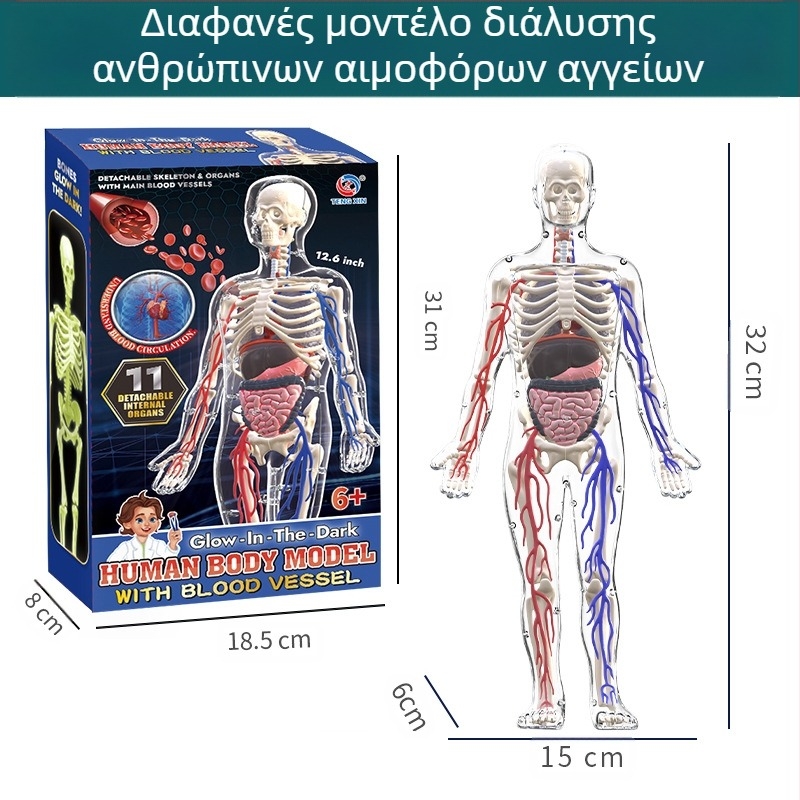 Εκπαιδευτικό παιχνίδι βιολογίας/χημείας με συναρμολόγηση οργάνων και σκελετού — Tengxin, πλαστικό, κατάλληλο για ηλικίες 7–14 ετών