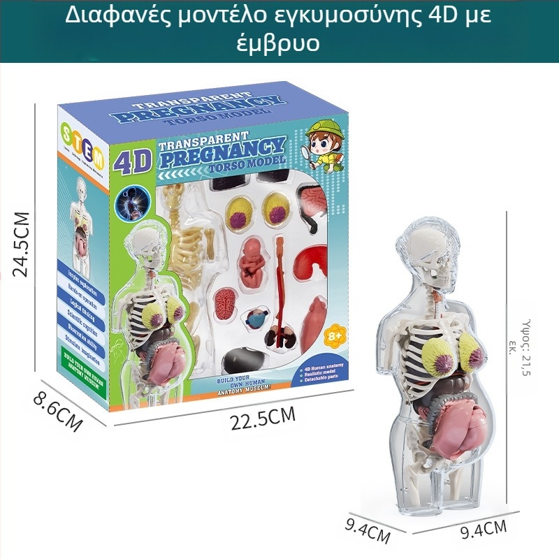 Εκπαιδευτικό παιχνίδι βιολογίας/χημείας με συναρμολόγηση οργάνων και σκελετού — Tengxin, πλαστικό, κατάλληλο για ηλικίες 7–14 ετών