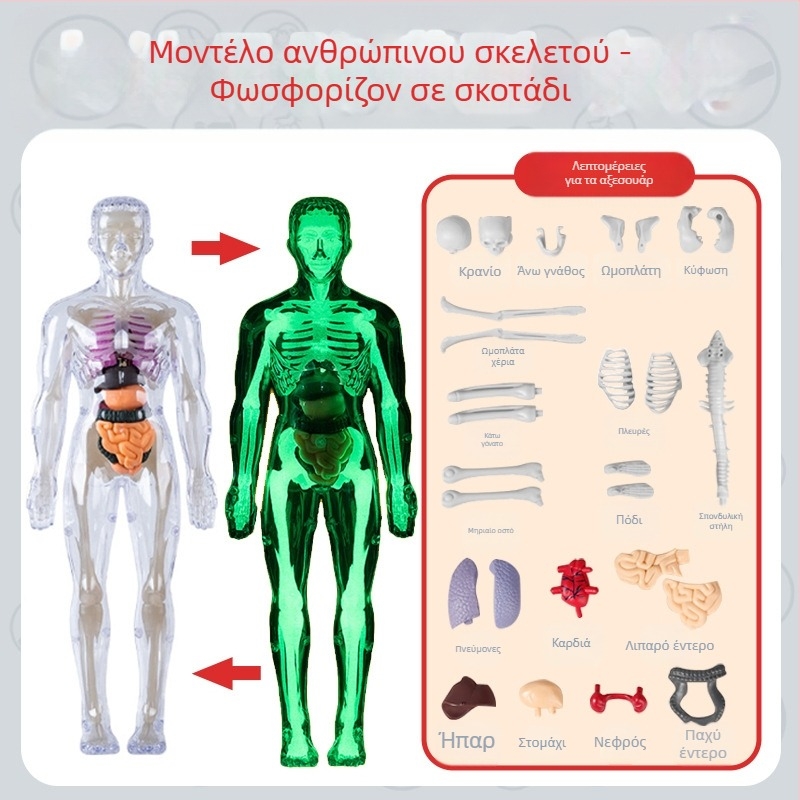 Εκπαιδευτικό παιχνίδι βιολογίας/χημείας με συναρμολόγηση οργάνων και σκελετού — Tengxin, πλαστικό, κατάλληλο για ηλικίες 7–14 ετών