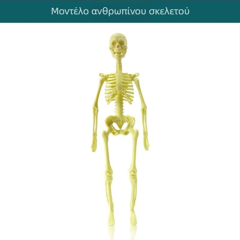 Εκπαιδευτικό παιχνίδι βιολογίας/χημείας με συναρμολόγηση οργάνων και σκελετού — Tengxin, πλαστικό, κατάλληλο για ηλικίες 7–14 ετών