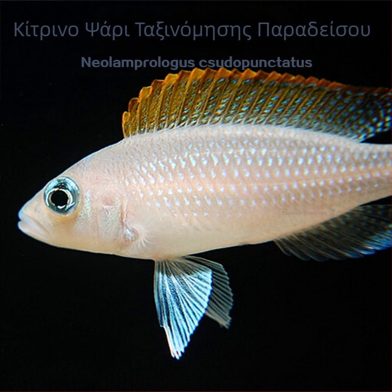 Τροπικά γλυκού νερού ψάρια για ενυδρείο – Κατηγορία: Ψάρι; Μάρκα: Ang yang; Εισαγωγή: Όχι