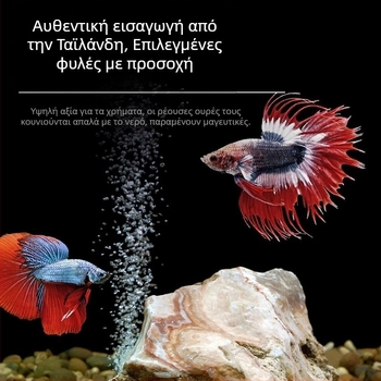 Τροπικό διακοσμητικό ψάρι – Προέλευση: Άλλο – Εισαγωγή: Όχι – Μάρκα: Χωρίς μάρκα – Είδος: Ψάρι