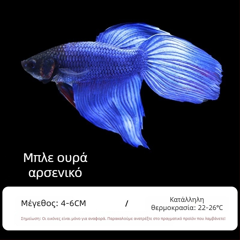 Τροπικό διακοσμητικό ψάρι – Προέλευση: Άλλο – Εισαγωγή: Όχι – Μάρκα: Χωρίς μάρκα – Είδος: Ψάρι