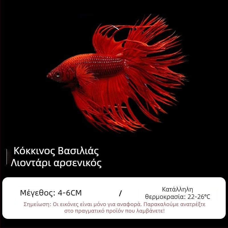 Τροπικό διακοσμητικό ψάρι – Προέλευση: Άλλο – Εισαγωγή: Όχι – Μάρκα: Χωρίς μάρκα – Είδος: Ψάρι