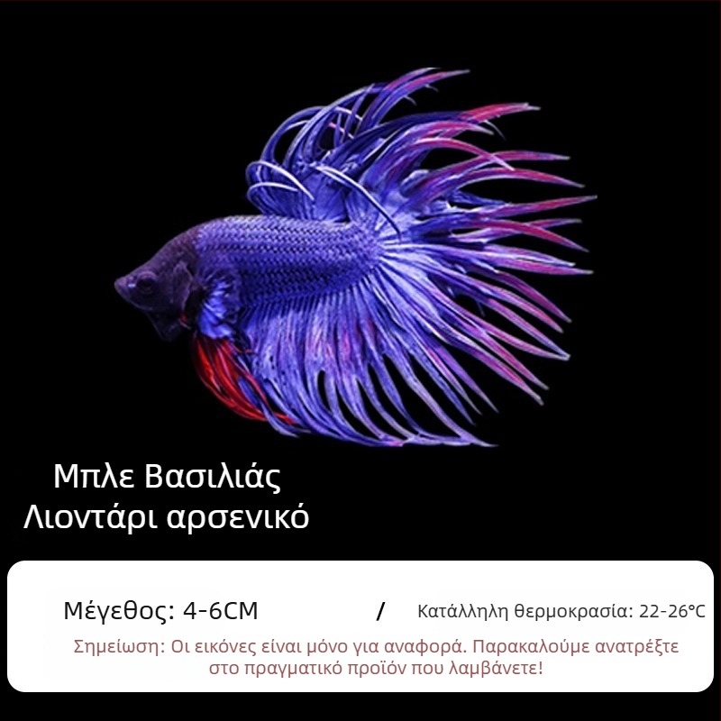 Τροπικό διακοσμητικό ψάρι – Προέλευση: Άλλο – Εισαγωγή: Όχι – Μάρκα: Χωρίς μάρκα – Είδος: Ψάρι