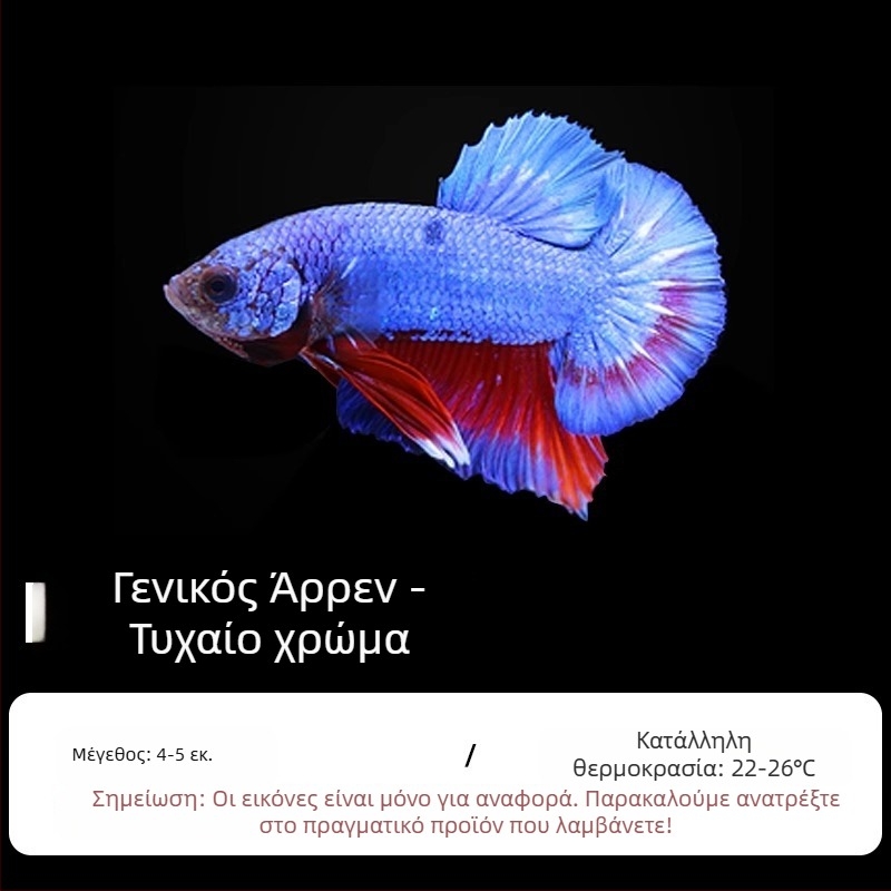 Τροπικό διακοσμητικό ψάρι – Προέλευση: Άλλο – Εισαγωγή: Όχι – Μάρκα: Χωρίς μάρκα – Είδος: Ψάρι