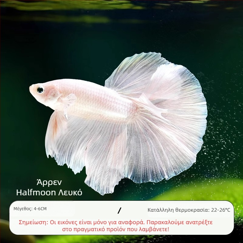 Τροπικό διακοσμητικό ψάρι – Προέλευση: Άλλο – Εισαγωγή: Όχι – Μάρκα: Χωρίς μάρκα – Είδος: Ψάρι