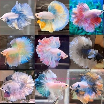 Μάχιμο ψάρι A-Grade Half-Moon Tail Pleated Petals, Είδος: Ψάρι