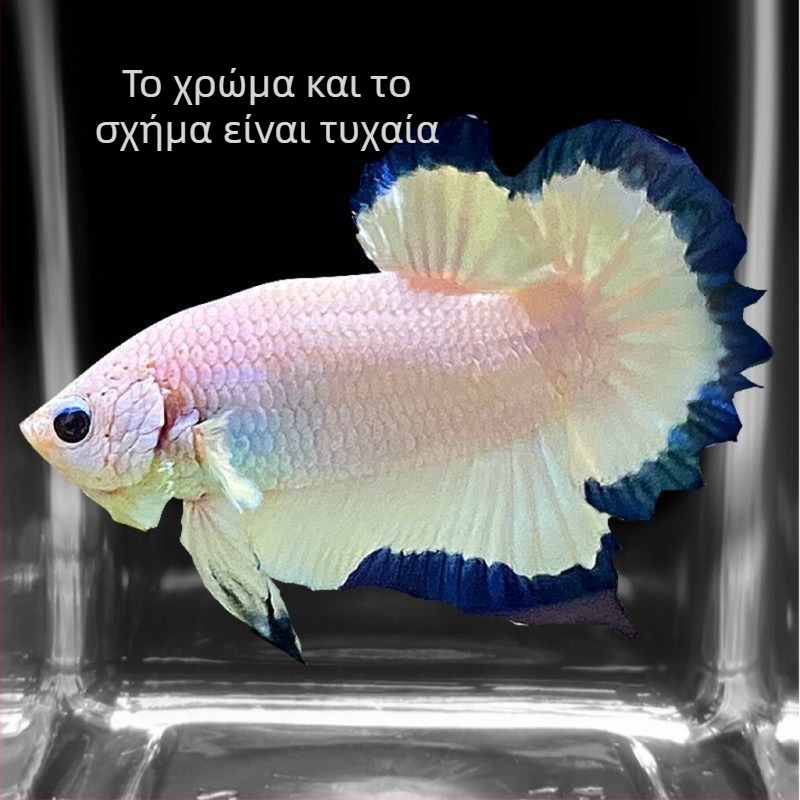 Μάχιμο ψάρι A-Grade Half-Moon Tail Pleated Petals, Είδος: Ψάρι