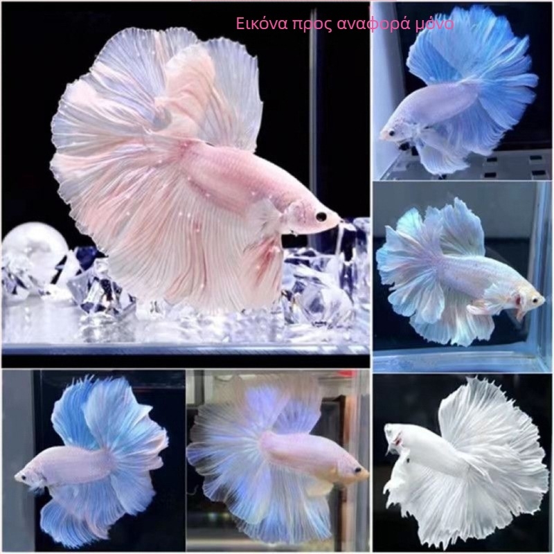 Μάχιμο ψάρι A-Grade Half-Moon Tail Pleated Petals, Είδος: Ψάρι